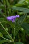 Limestone wild petunia